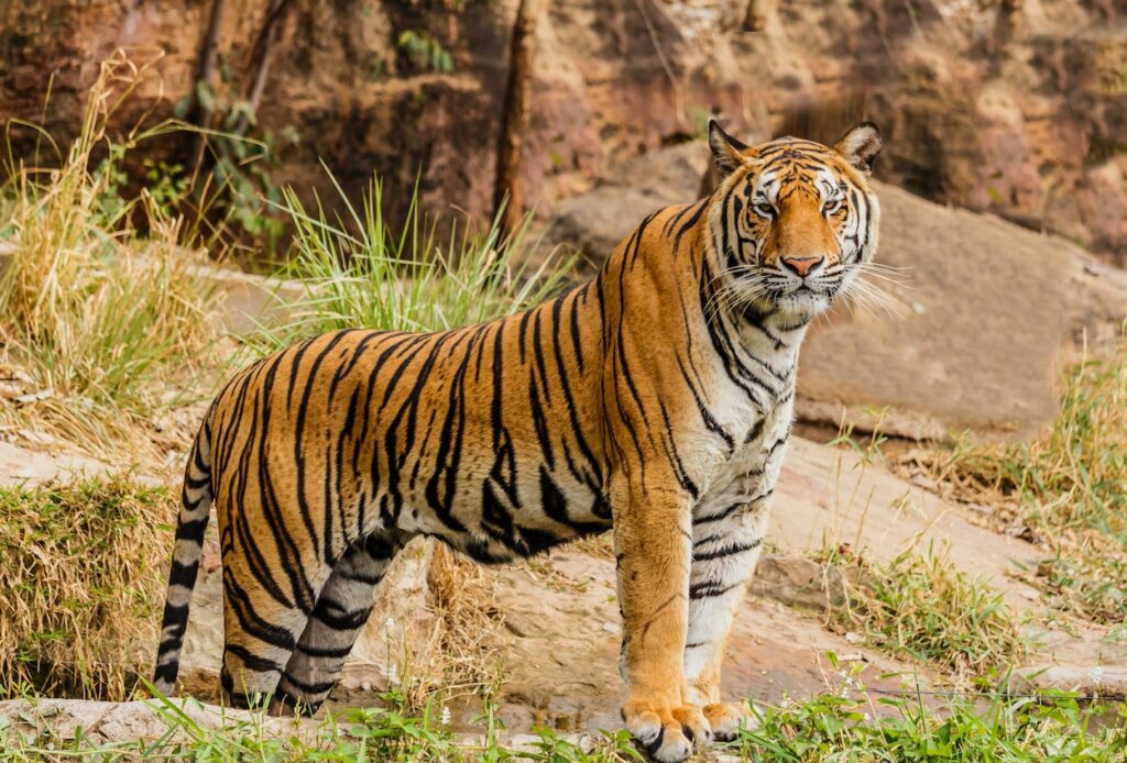 Photo of tiger taken by wildlife photographer