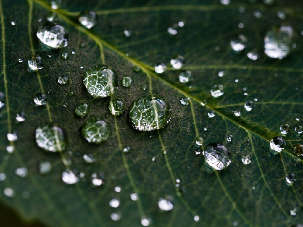 Macro photograph of water droplets on a leaf